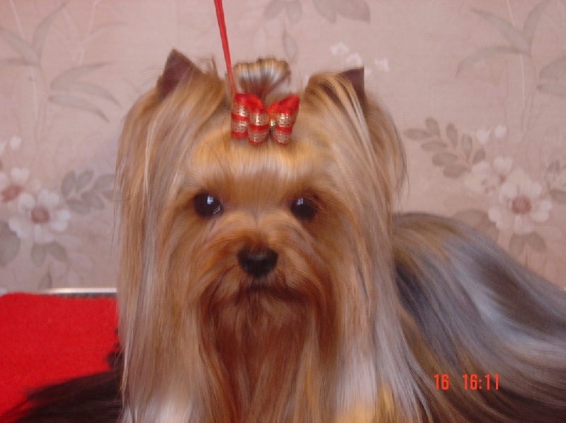 Publication : de la Pam'Pommeraie