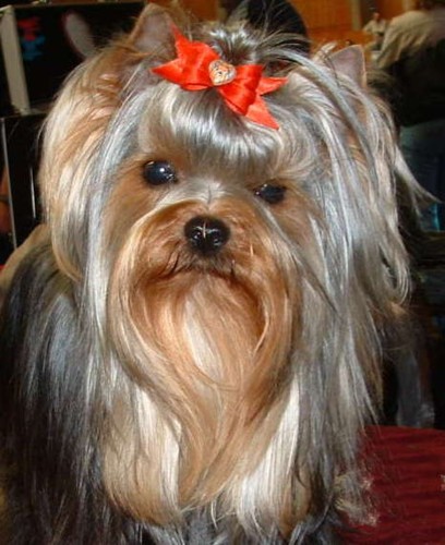 Publication : de la Pam'Pommeraie