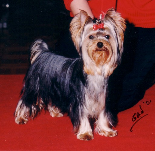 Publication : de la Pam'Pommeraie