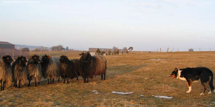 Publication : des Plateaux du Haut-Doubs Auteur : A. Moreillon