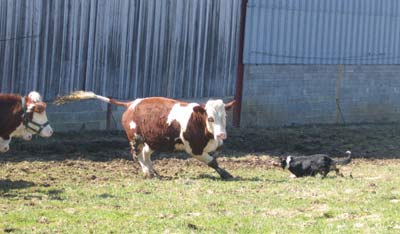 Publication : des Plateaux du Haut-Doubs Auteur : A. Moreillon