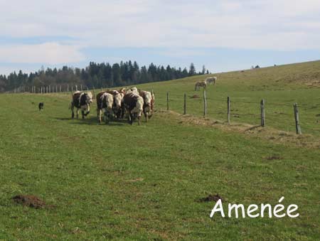 Publication : des Plateaux du Haut-Doubs Auteur : A. Moreillon
