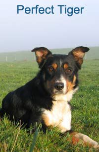 Publication : des Plateaux du Haut-Doubs Auteur : A. Moreillon