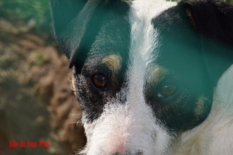 Publication : Du Haut Atlas Auteur : Brigitte Fiquet