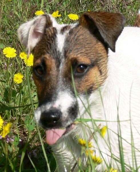 Publication : Du Haut Atlas Auteur : BRIGITTE FIQUET