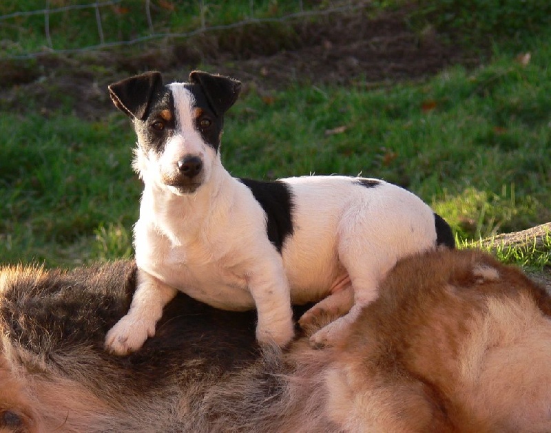 Publication : Du Haut Atlas Auteur : Brigitte Fiquet