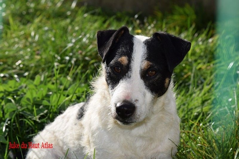 Publication : Du Haut Atlas Auteur : Brigitte Fiquet