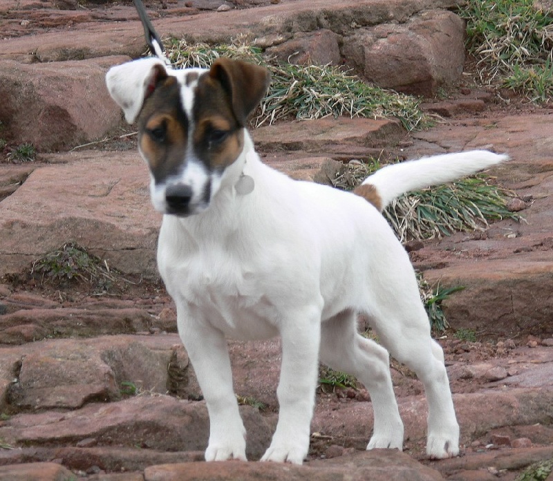 Publication : Du Haut Atlas Auteur : BRIGITTE FIQUET