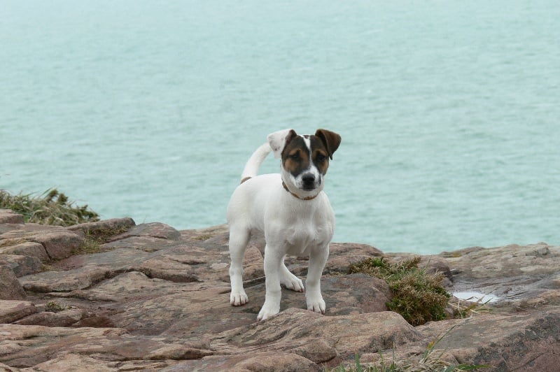 Publication : Du Haut Atlas Auteur : BRIGITTE FIQUET