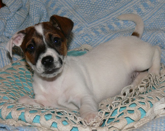 Publication : Du Haut Atlas Auteur : BRIGITTE FIQUET