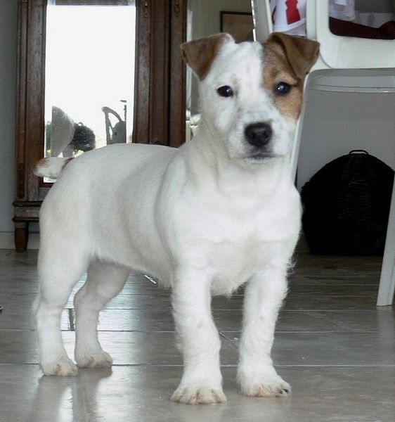 Publication : Du Haut Atlas Auteur : Brigitte Fiquet Bonnin