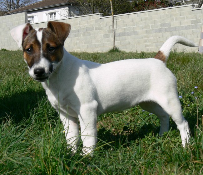 Publication : Du Haut Atlas Auteur : BRIGITTE FIQUET