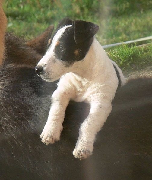 Publication : Du Haut Atlas Auteur : Brigitte Fiquet