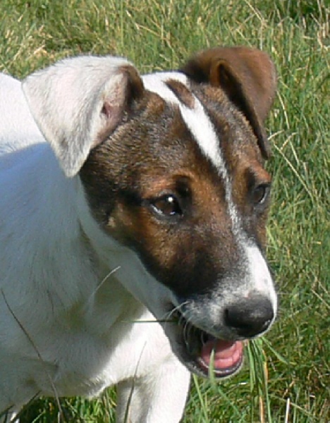 Publication : Du Haut Atlas Auteur : BRIGITTE FIQUET