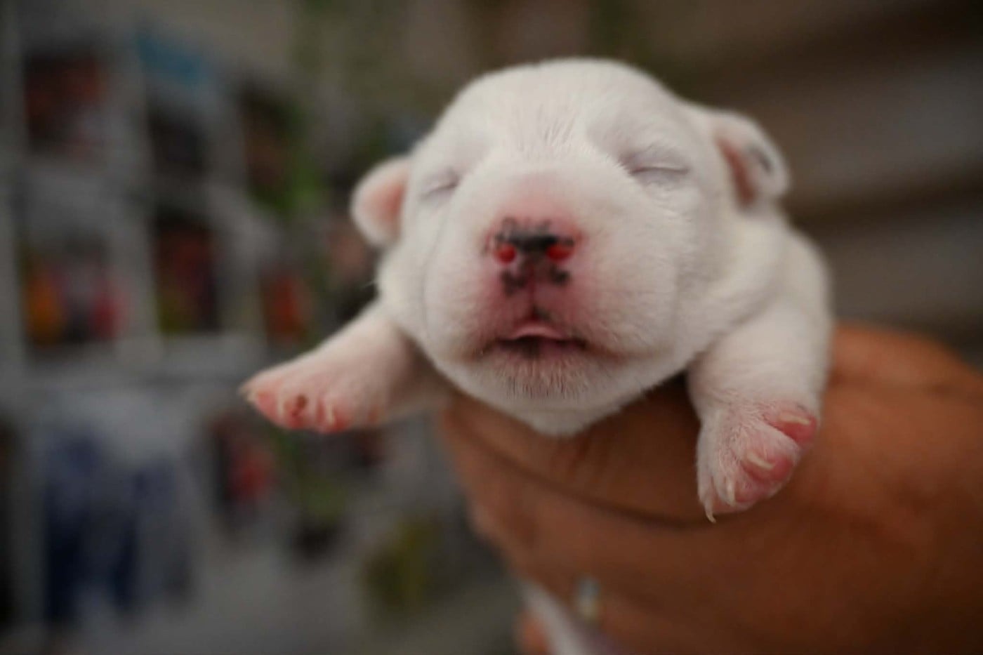 Chiot N°5