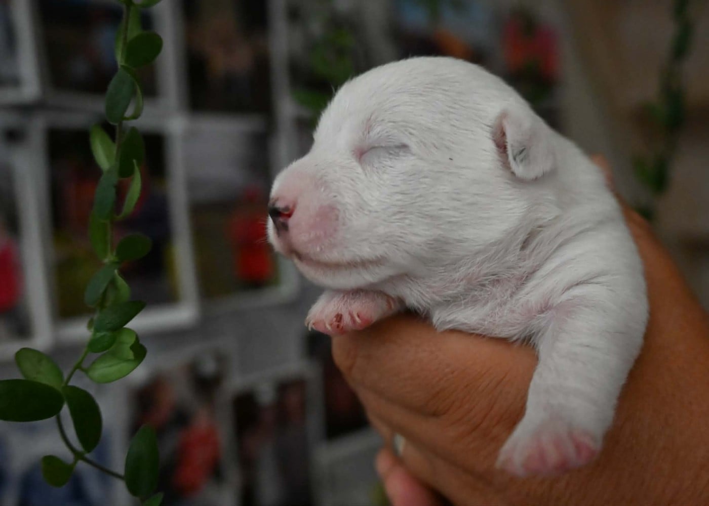 Chiot N°5