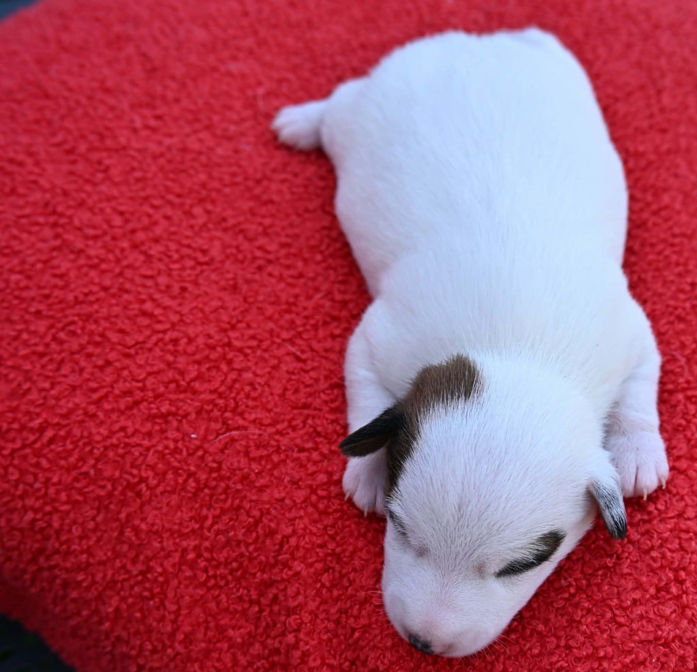 Chiot N°1