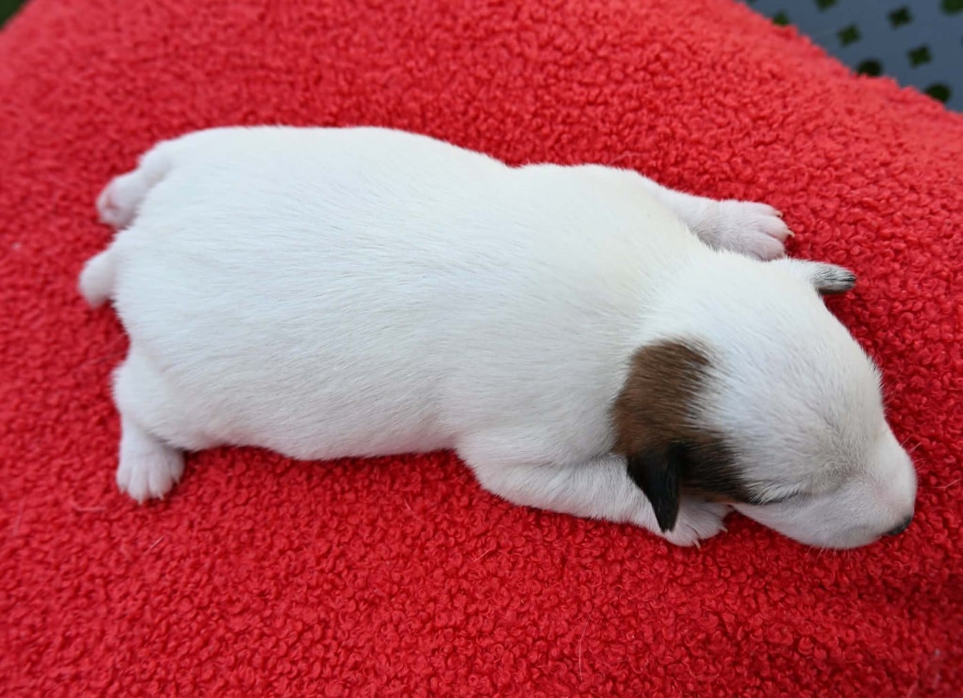 Chiot N°1