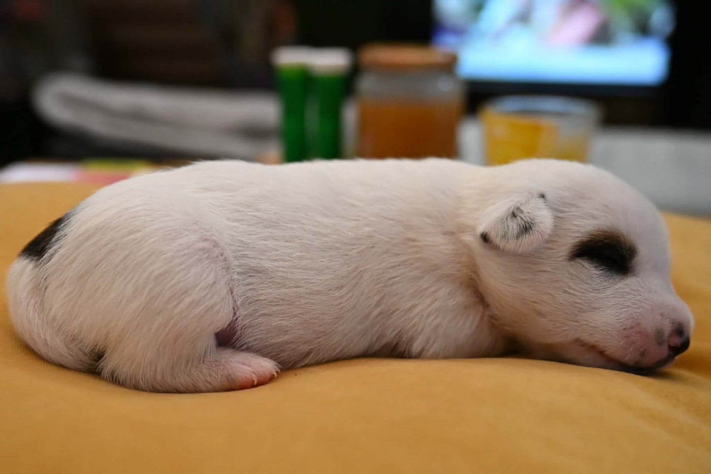 Chiot N°2