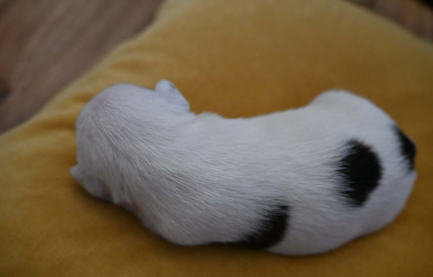 Chiot N°2