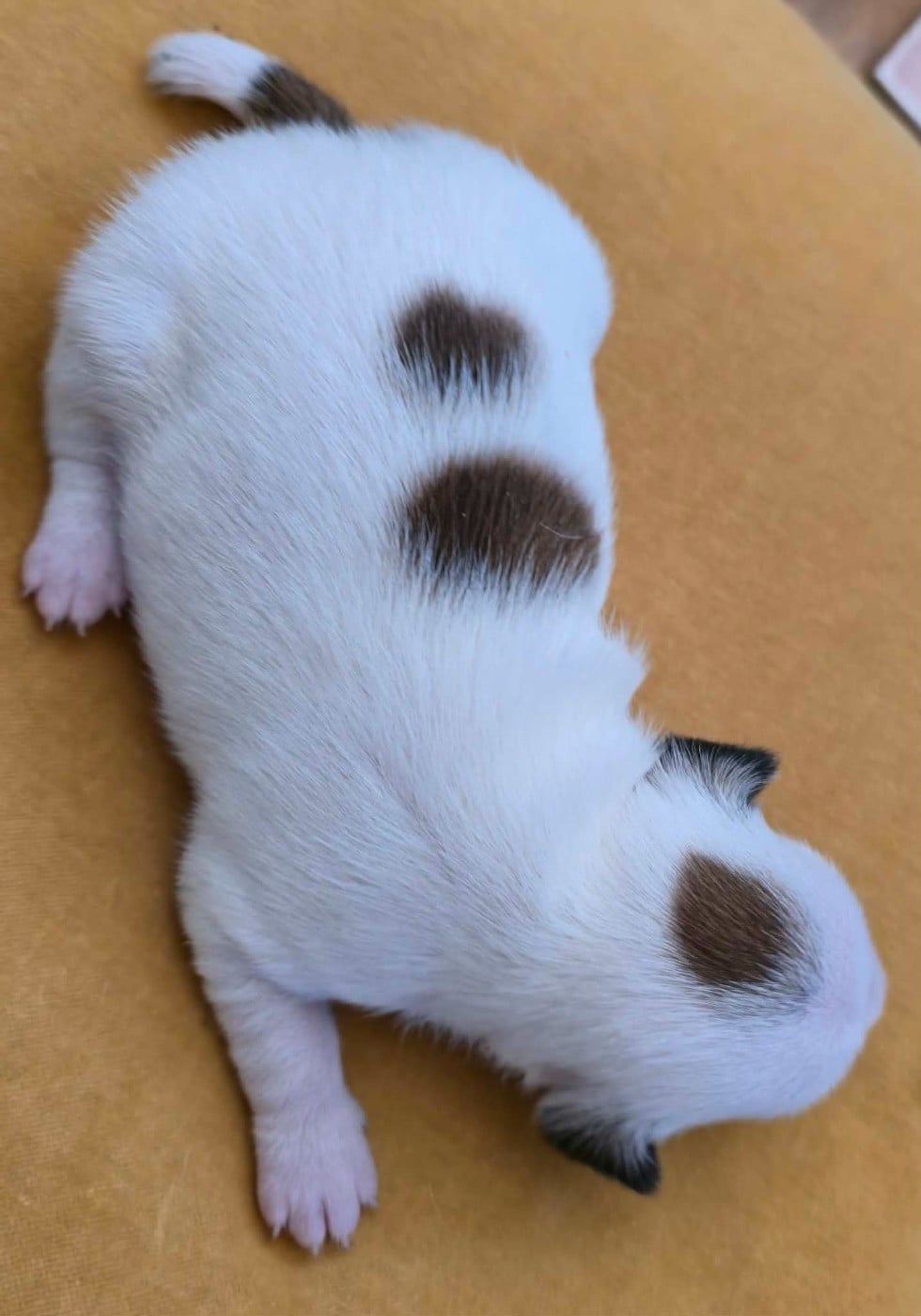 Chiot N°3