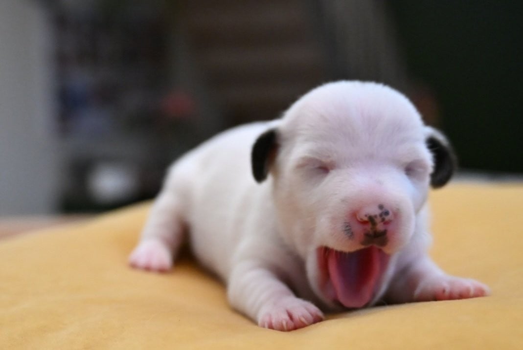 Chiot N°3