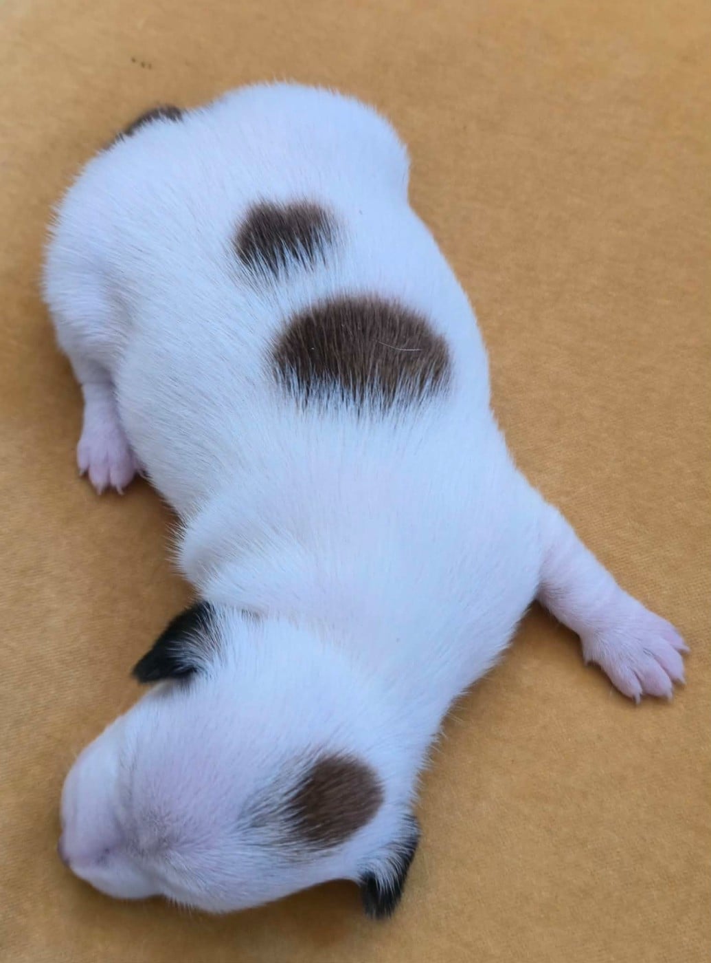 Chiot N°3