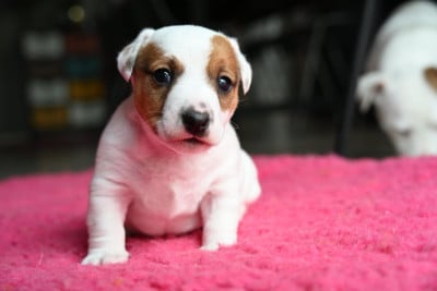 Jack Russell Terrier