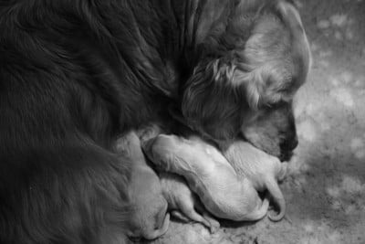 CHIOT 2 - Golden Retriever