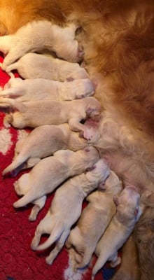 Les chiots de Golden Retriever