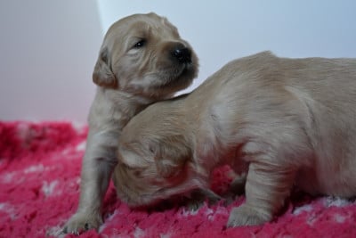 Les chiots de Golden Retriever