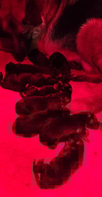 Chiot N°2 - Berger Allemand