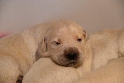 Chiot N°7 - Golden Retriever