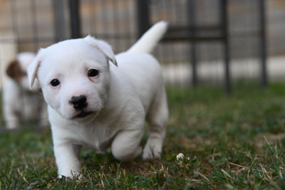 Les chiots de Jack Russell Terrier