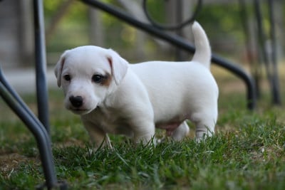 Les chiots de Jack Russell Terrier