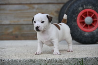 Les chiots de Jack Russell Terrier