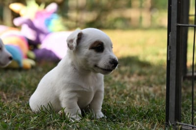 Les chiots de Jack Russell Terrier