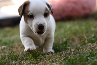 Les chiots de Jack Russell Terrier
