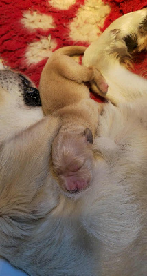 Les chiots de Golden Retriever