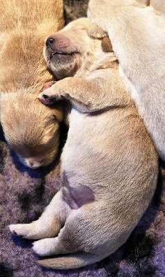 Les chiots de Golden Retriever