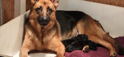 CHIOT 1 - Berger Allemand