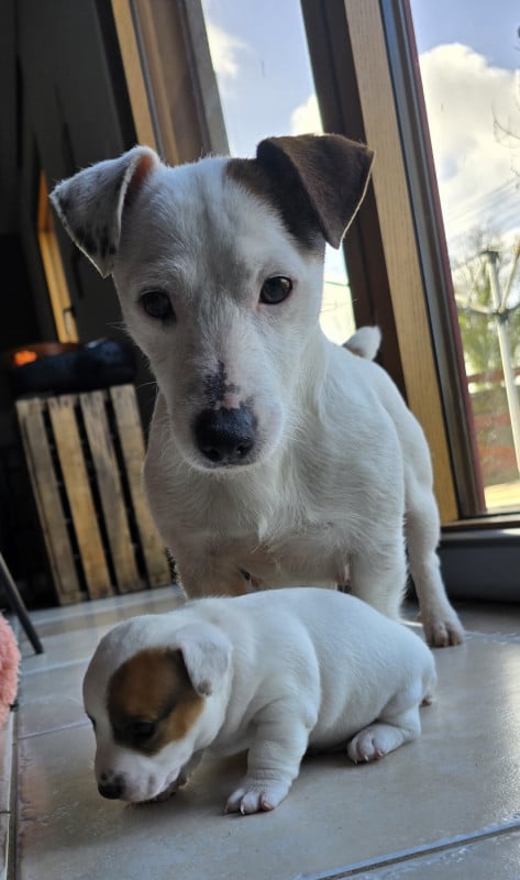 Jack Russell Terrier - Du Haut Atlas