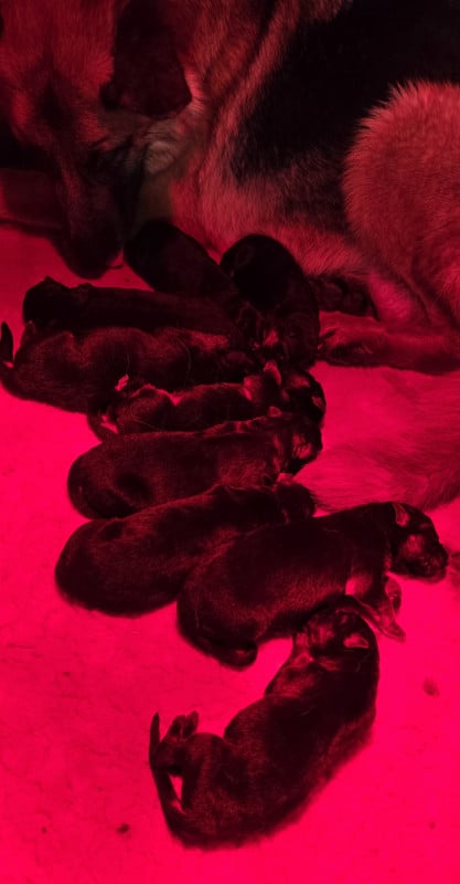 Berger Allemand - Du Haut Atlas