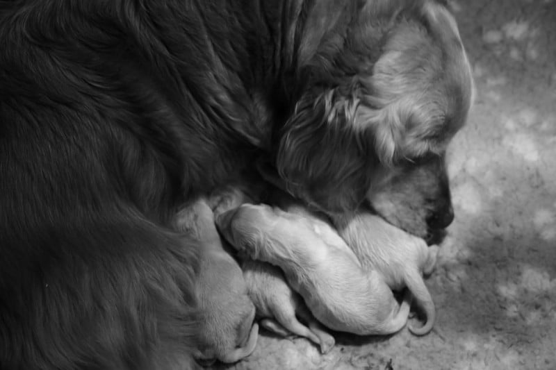 Golden Retriever - Du Haut Atlas