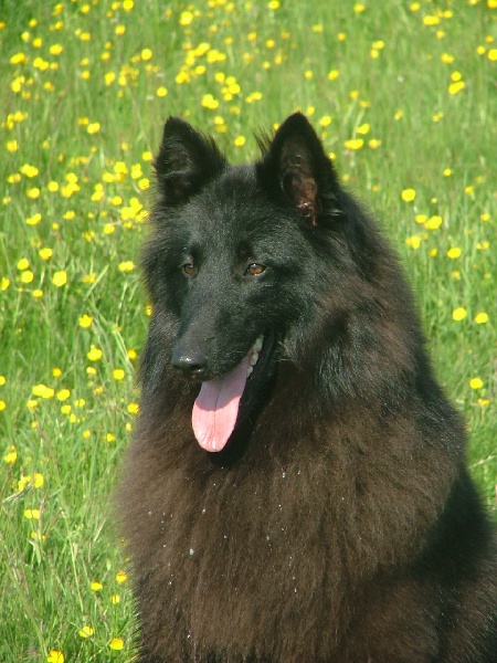 Publication : du domaine du chene au loup