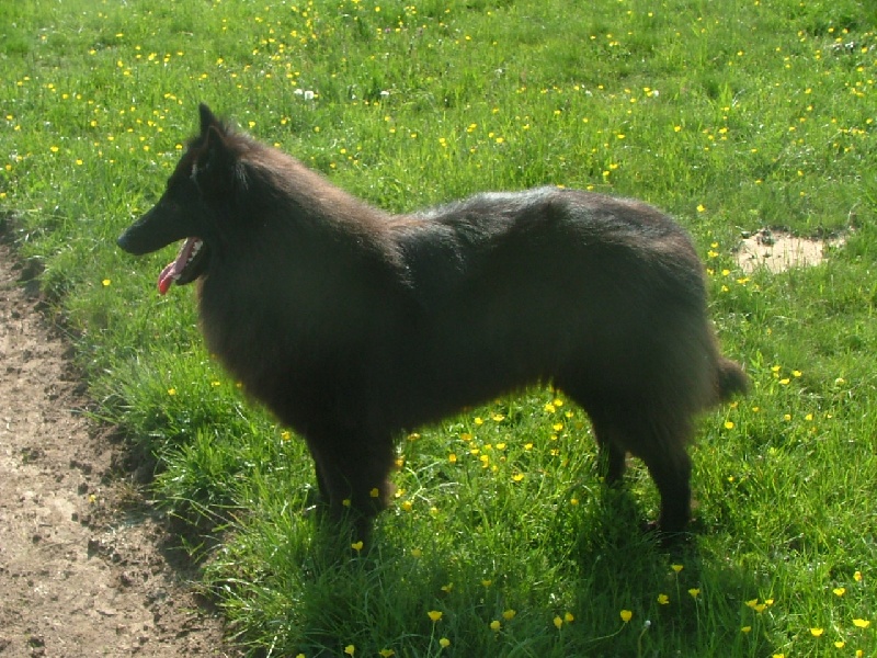Publication : du domaine du chene au loup