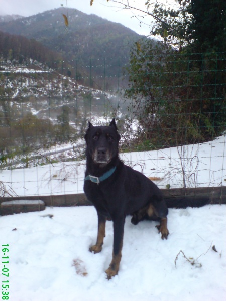Othor du Val D'Orezza