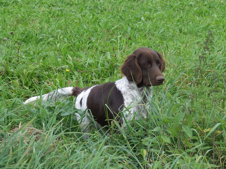 Publication : Vom hundegelaut Auteur : Angélique A.