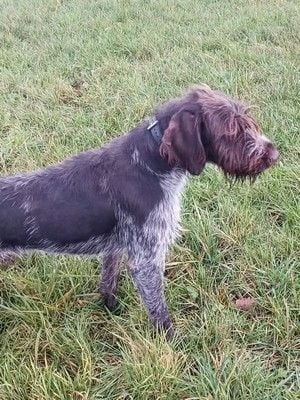 Tasco Vom hundegelaut