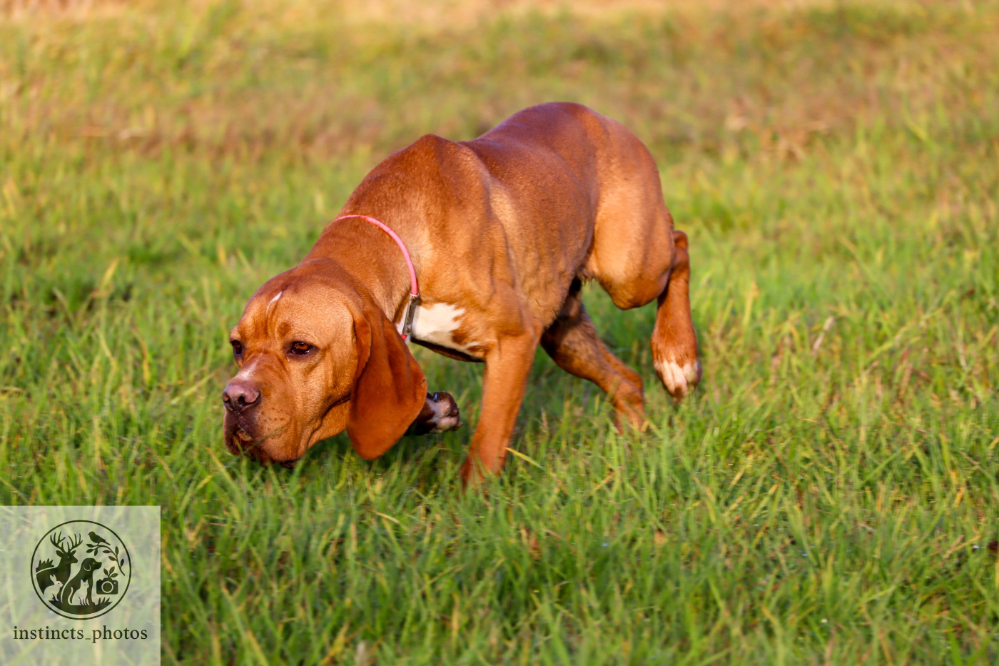 Publication : Vom hundegelaut Auteur : Maëlle KUEHN